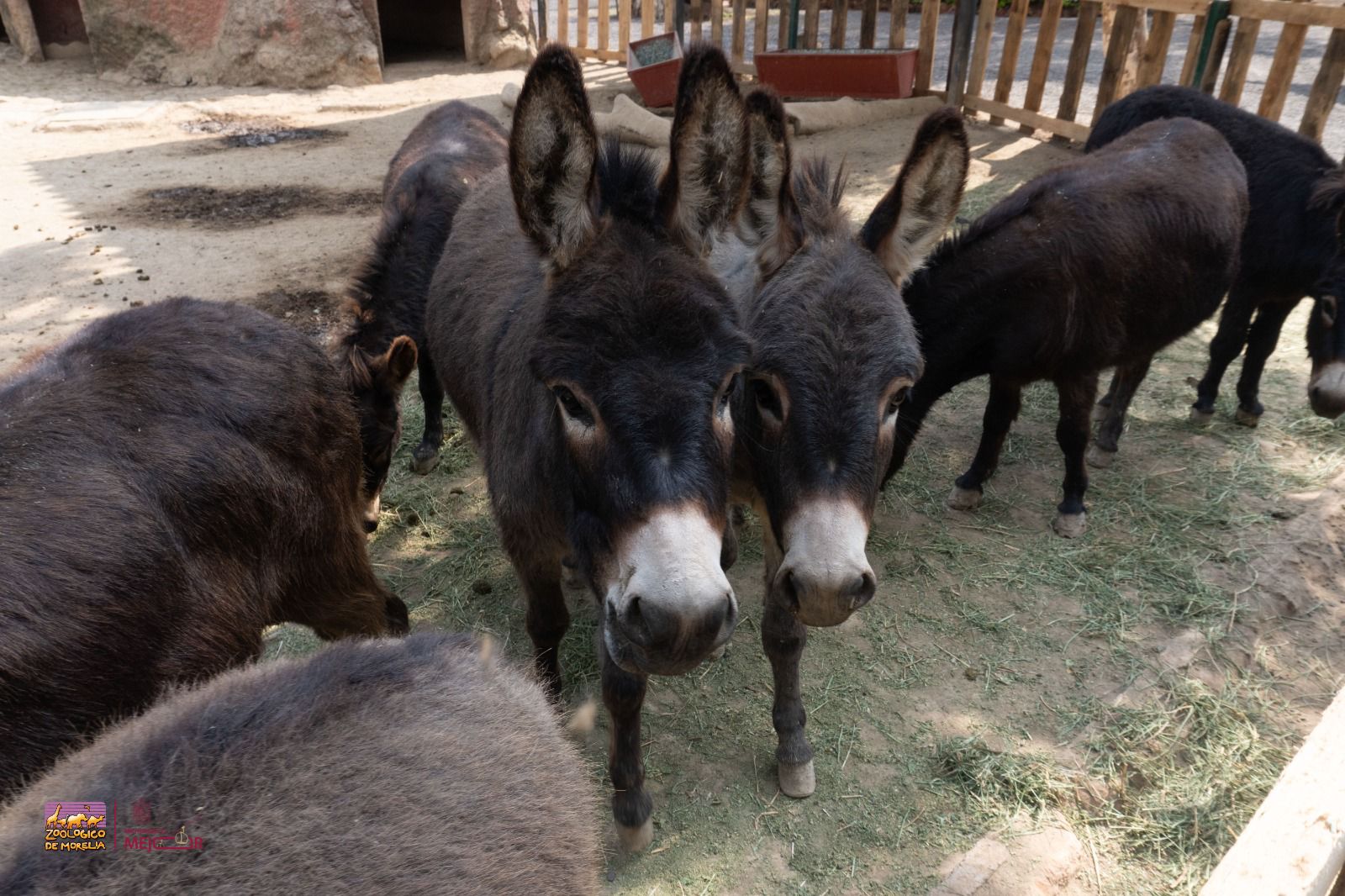 Garantiza Zoológico de Morelia bienestar y conservación del burro pigmeo africano