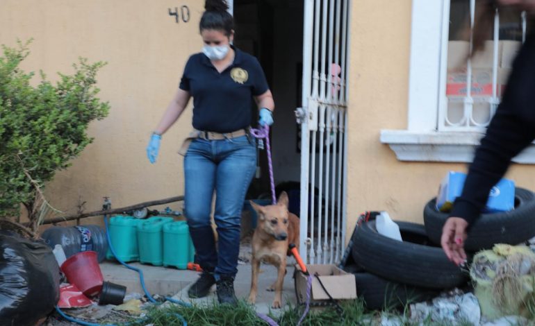 Rescata FGE a dos caninos víctimas de maltrato y abandono, en Morelia