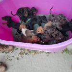 En cateos realizados en Marcos Castellanos, asegura FGE a 117 caninos y 10 felinos víctimas de maltrato animal