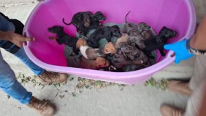 En cateos realizados en Marcos Castellanos, asegura FGE a 117 caninos y 10 felinos víctimas de maltrato animal