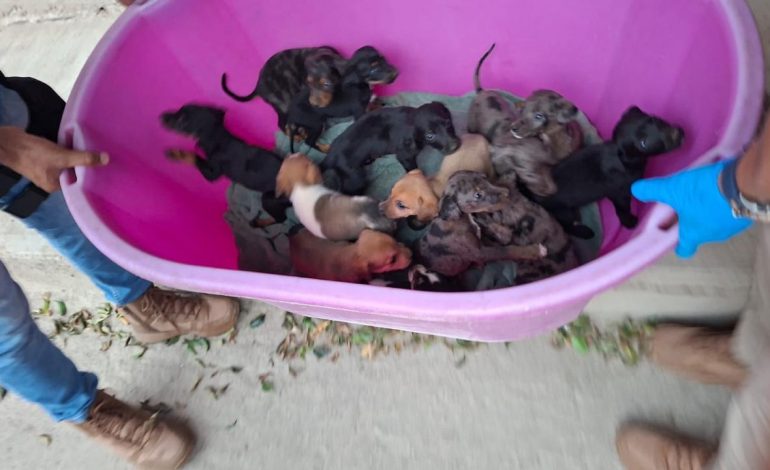 En cateos realizados en Marcos Castellanos, asegura FGE a 117 caninos y 10 felinos víctimas de maltrato animal