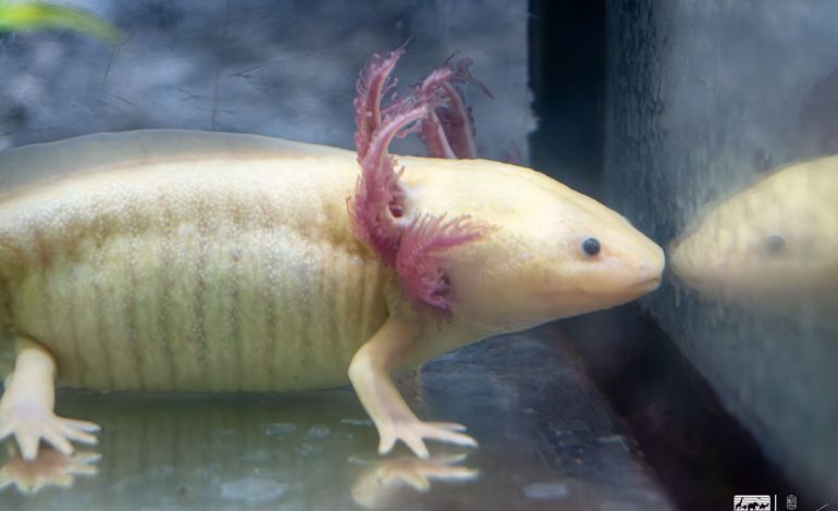 Zoológico de Morelia llevará ciencia para el rescate del ajolote a EE.UU.
