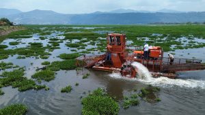 Arranca limpieza en la presa Malpaís para combatir el lirio acuático y proteger el agua: Bedolla.<br>