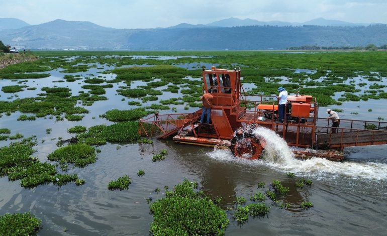Arranca limpieza en la presa Malpaís para combatir el lirio acuático y proteger el agua: Bedolla.