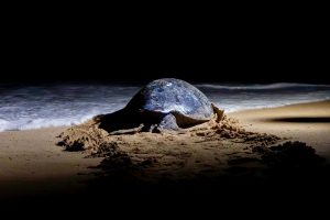 Nacen más de 6.7 millones de tortugas marinas en la Costa michoacana
