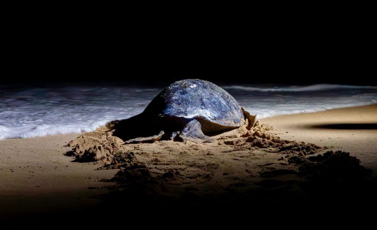 Nacen más de 6.7 millones de tortugas marinas en la Costa michoacana