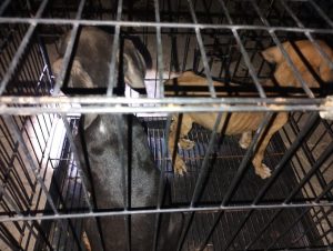 En Apatzingán, rescata FGE a 7 caninos en condiciones de maltrato