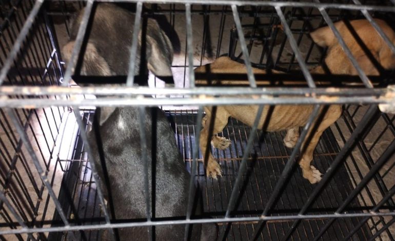 En Apatzingán, rescata FGE a 7 caninos en condiciones de maltrato