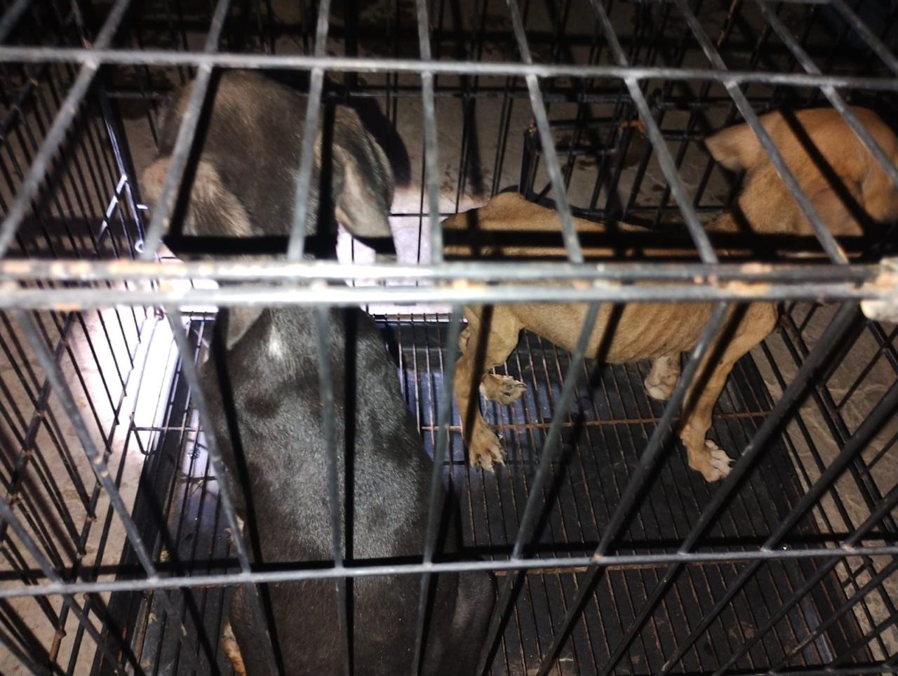 En Apatzingán, rescata FGE a 7 caninos en condiciones de maltrato