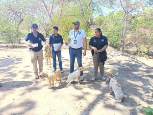 En Huetamo, FGE ejecuta cateo y asegura tres ejemplares caninos víctimas de maltrato animal