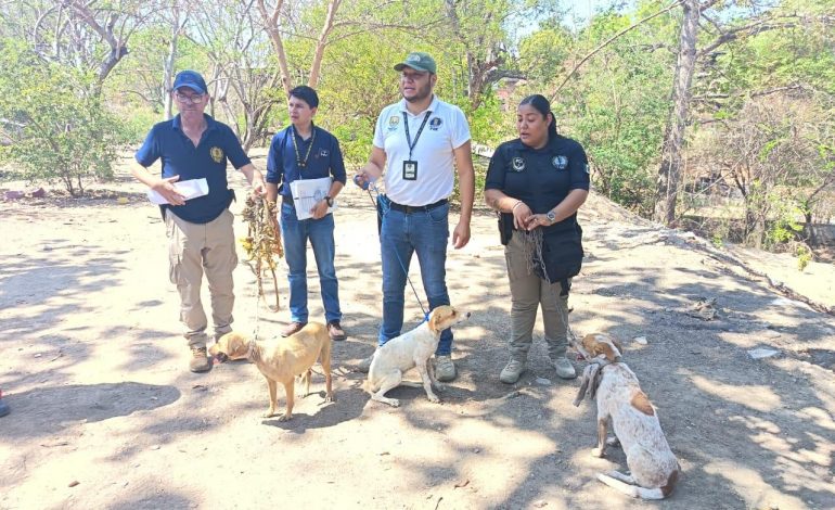 En Huetamo, FGE ejecuta cateo y asegura tres ejemplares caninos víctimas de maltrato animal