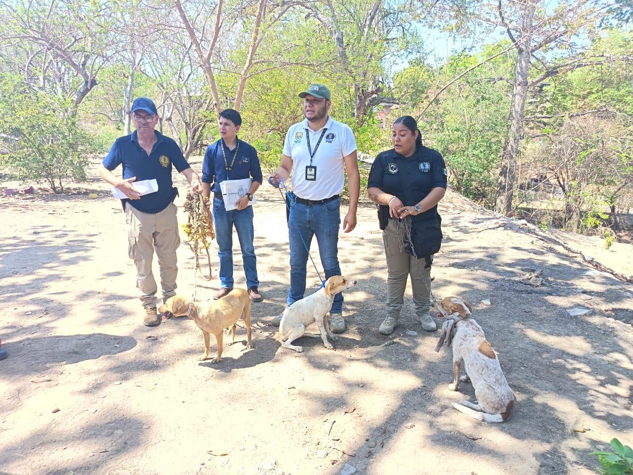 En Huetamo, FGE ejecuta cateo y asegura tres ejemplares caninos víctimas de maltrato animal