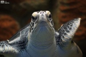 Zoológico de Morelia refrenda compromiso con la conservación de la tortuga marina