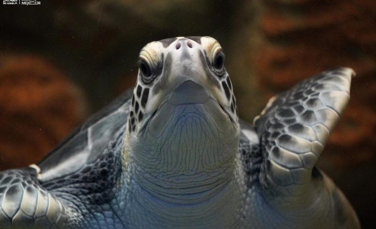 Zoológico de Morelia refrenda compromiso con la conservación de la tortuga marina