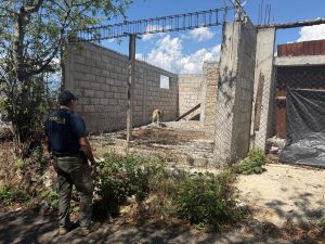 Asegura FGE ejemplar canino durante cateo por presunto maltrato animal en Zitácuaro