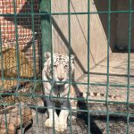 Rescata FGE ejemplar de tigre de bengala cachorro durante cateo en Ecuandureo