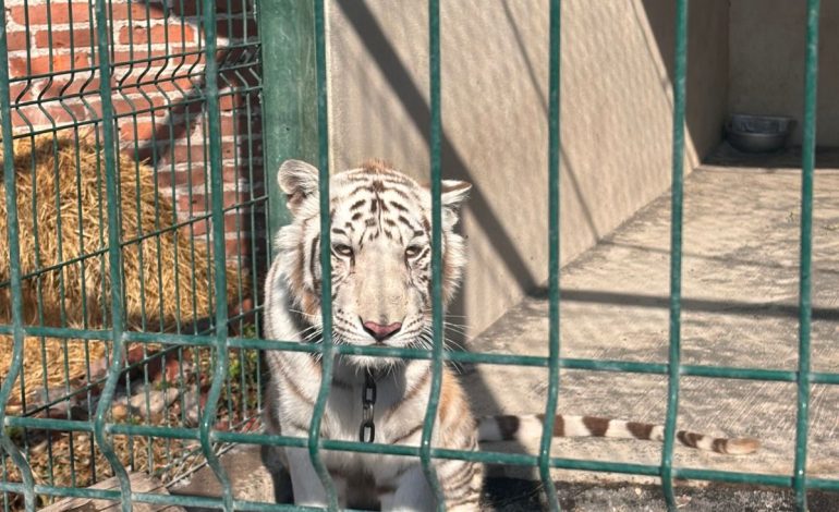Rescata FGE ejemplar de tigre de bengala cachorro durante cateo en Ecuandureo