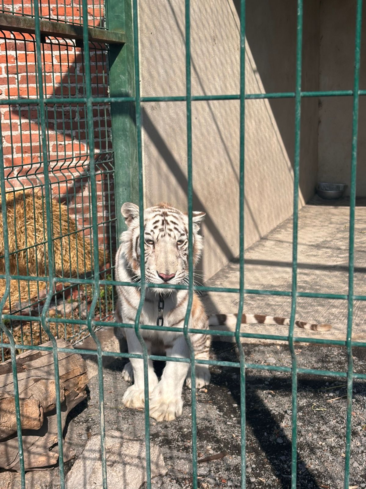 Rescata FGE ejemplar de tigre de bengala cachorro durante cateo en Ecuandureo