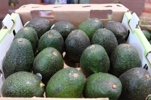 Indicación Geográfica del aguacate genera mayor valor para 48 mil productores michoacanos