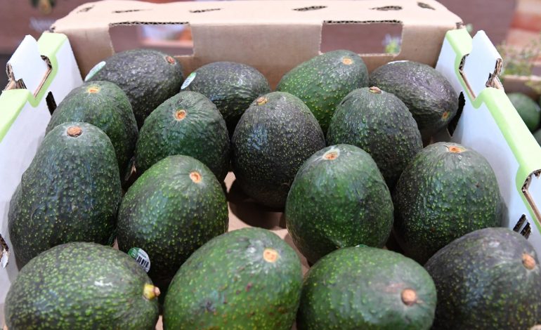 Indicación Geográfica del aguacate genera mayor valor para 48 mil productores michoacanos