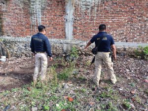 Rescata FGE a tres ejemplares caninos en situación de maltrato animal durante cateo en Jiquilpan