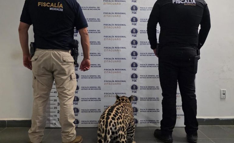 Rescata FGE ejemplar de jaguar cachorro y asegura a una persona durante actos de investigación en Zitácuaro.