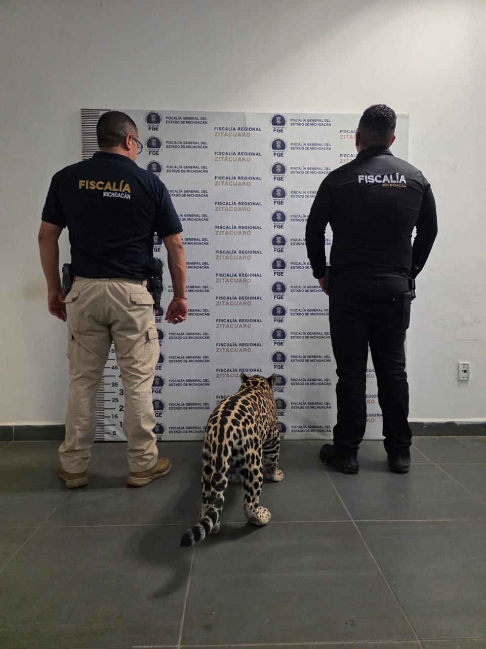 Rescata FGE ejemplar de jaguar cachorro y asegura a una persona durante actos de investigación en Zitácuaro.