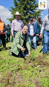 Jeovana Alcántar encabeza la siembra de 3,000 pinos en la Presa de Pucuato para restaurar zonas afectadas por incendios