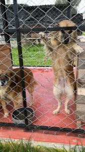 Refugio Canino Ocampo resguarda a más de 200 perros en espera de una familia