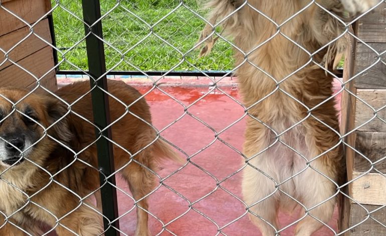 Refugio Canino Ocampo resguarda a más de 200 perros en espera de una familia