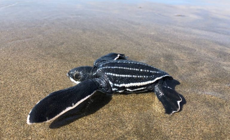 Campamentos tortugueros de Michoacán liberaron casi 5 mil tortugas laúd