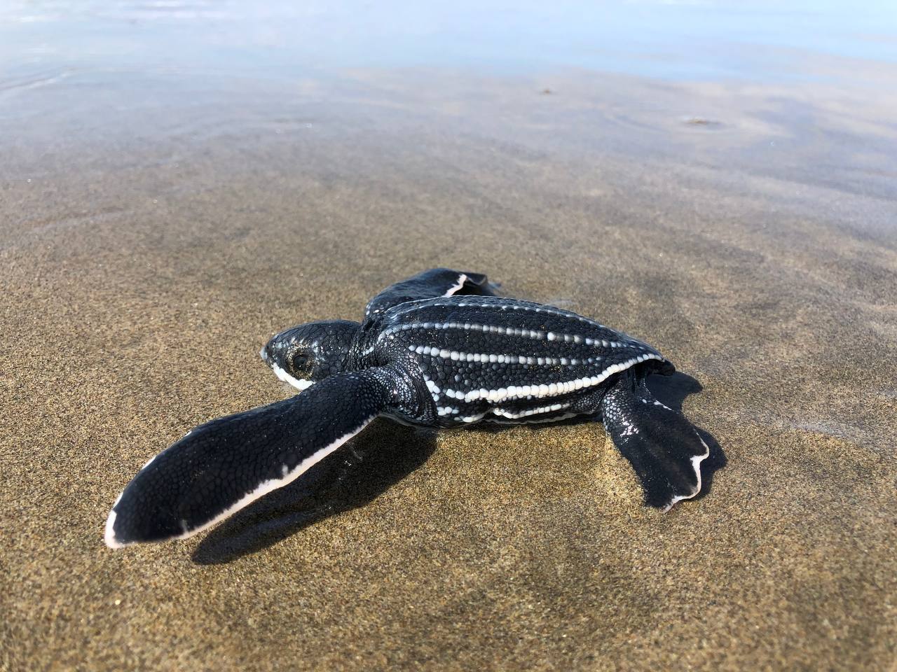 Campamentos tortugueros de Michoacán liberaron casi 5 mil tortugas laúd