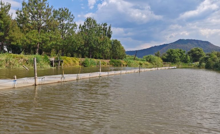 Compesca fortalece la conservación del pez blanco con monitoreo sanitario