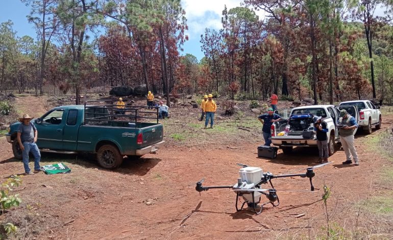 Drones reforestan las zonas más inaccesibles de Michoacán con programa Bio Renace
