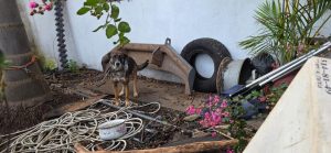 Fiscalía de Michoacán ejecuta cateo y rescata a canino víctima de maltrato en Zitácuaro