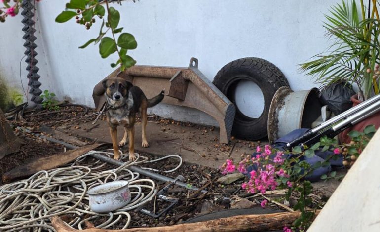 Fiscalía de Michoacán ejecuta cateo y rescata a canino víctima de maltrato en Zitácuaro