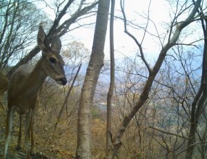 Desde pumas hasta venados; cámaras trampa captan la vida silvestre en bosques de Michoacán