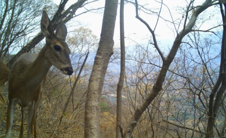 Desde pumas hasta venados; cámaras trampa captan la vida silvestre en bosques de Michoacán