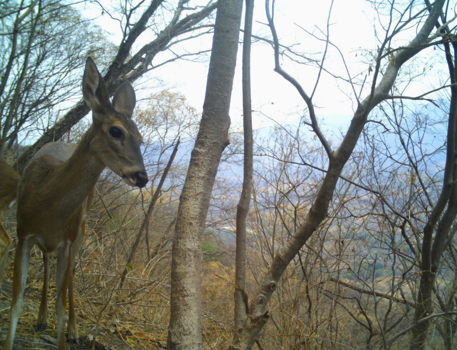 Desde pumas hasta venados; cámaras trampa captan la vida silvestre en bosques de Michoacán
