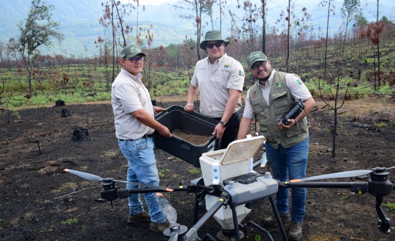 Así es la tecnología de las semillas que reforestan los bosques michoacanos