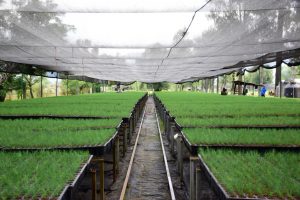 Produce Michoacán 10 millones de árboles nativos por segundo año consecutivo