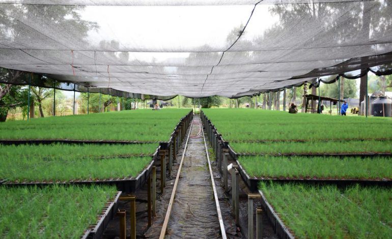Produce Michoacán 10 millones de árboles nativos por segundo año consecutivo