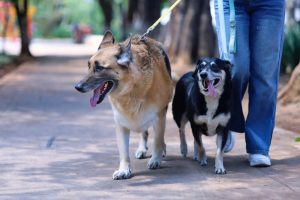 SSM exhorta a vacunar contra la rabia a los animales de compañía