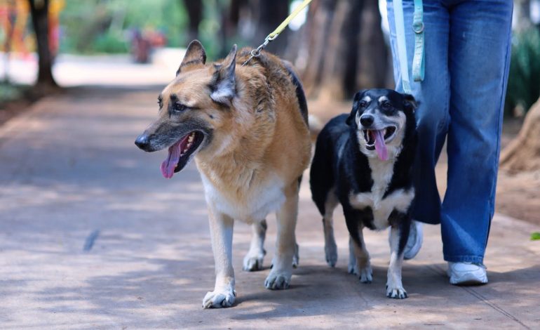SSM exhorta a vacunar contra la rabia a los animales de compañía