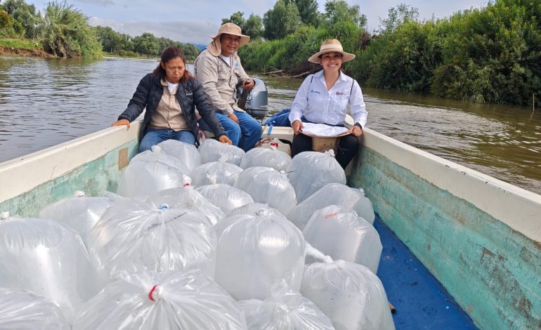 Programa de conservación del lago de Pátzcuaro alcanza los 60 mil peces liberados en el año