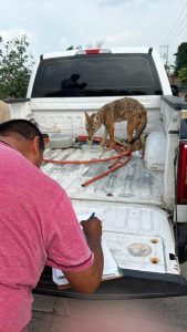 Resguarda FGE ejemplar de coyote mexicano localizado en Numarán