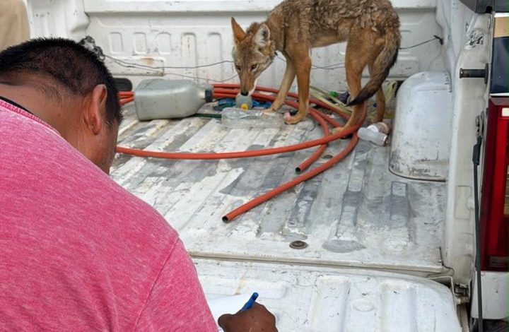 Resguarda FGE ejemplar de coyote mexicano localizado en Numarán