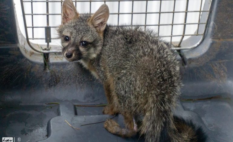 Zoológico de Morelia recibe a zorro gris rescatado por Profepa