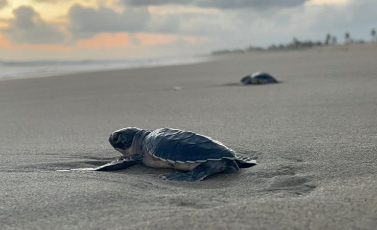 Michoacán está listo para el arribo de miles de tortugas marinas