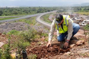 Reforesta SCOP 72 hectáreas del segundo anillo periférico con más de 33 mil árboles